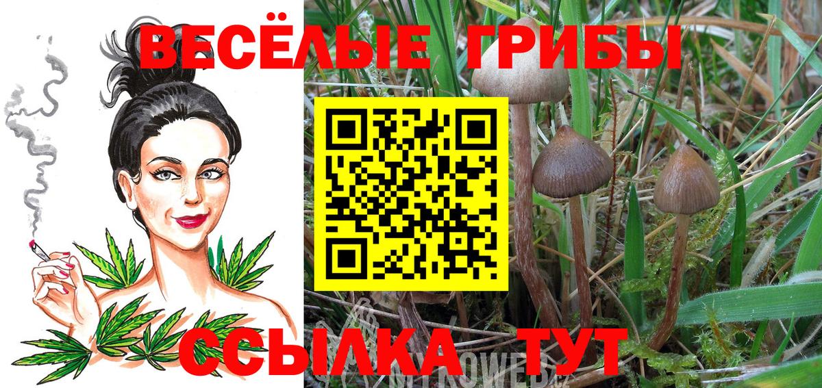 Псилоцибиновые грибы Psilocybe Новоалтайск